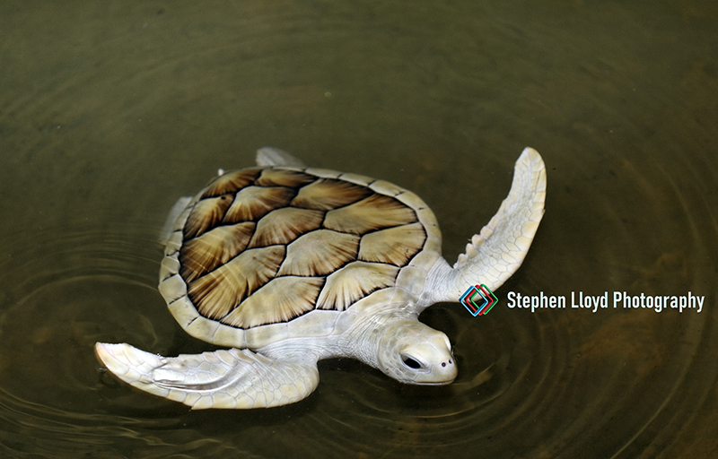 Albino Turtle